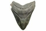 Fossil Megalodon Tooth - South Carolina #365703-1